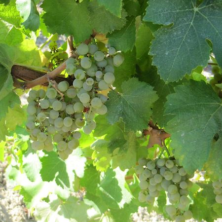 Podere Riosto Cantina&Agriturismo Пианоро Екстериор снимка