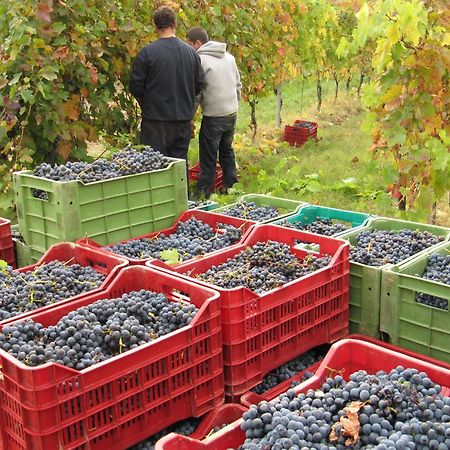 Podere Riosto Cantina&Agriturismo Пианоро Екстериор снимка