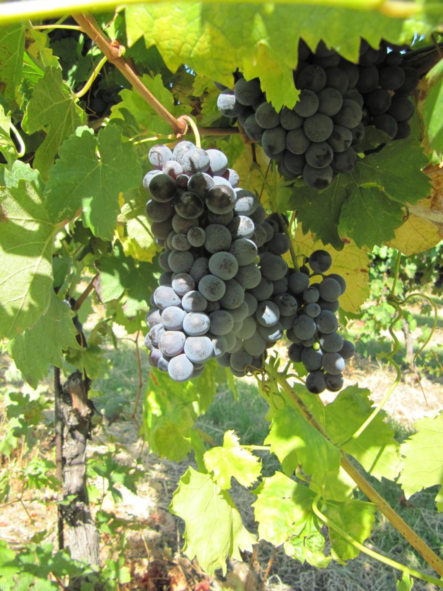 Podere Riosto Cantina&Agriturismo Пианоро Екстериор снимка