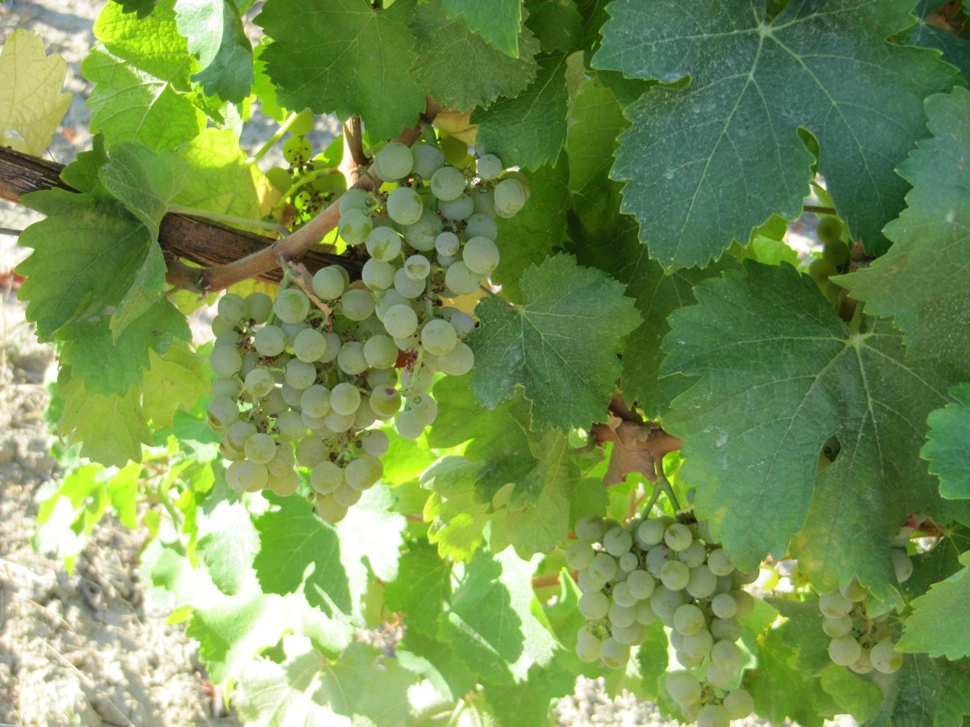 Podere Riosto Cantina&Agriturismo Пианоро Екстериор снимка