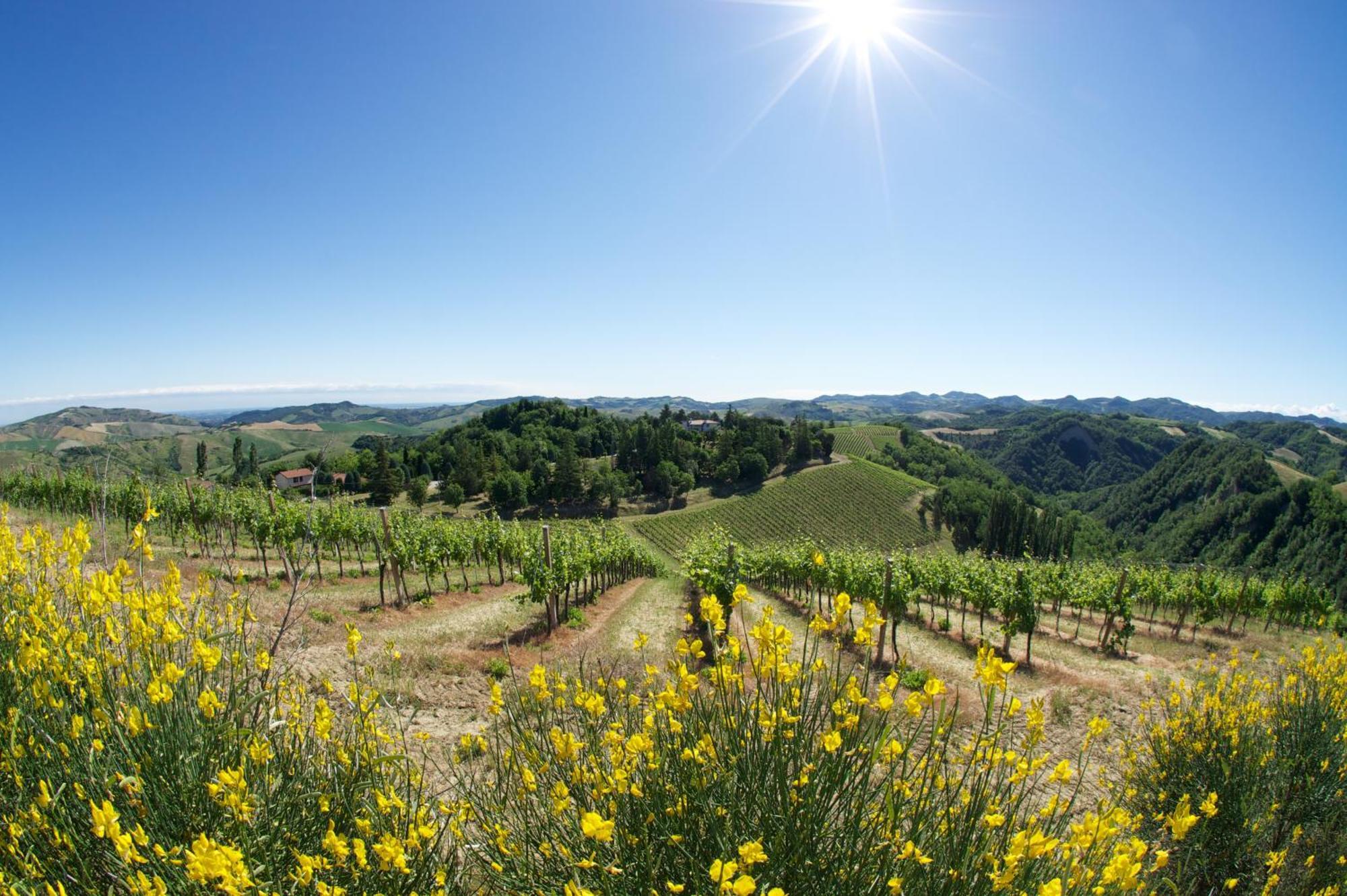 Podere Riosto Cantina&Agriturismo Пианоро Екстериор снимка