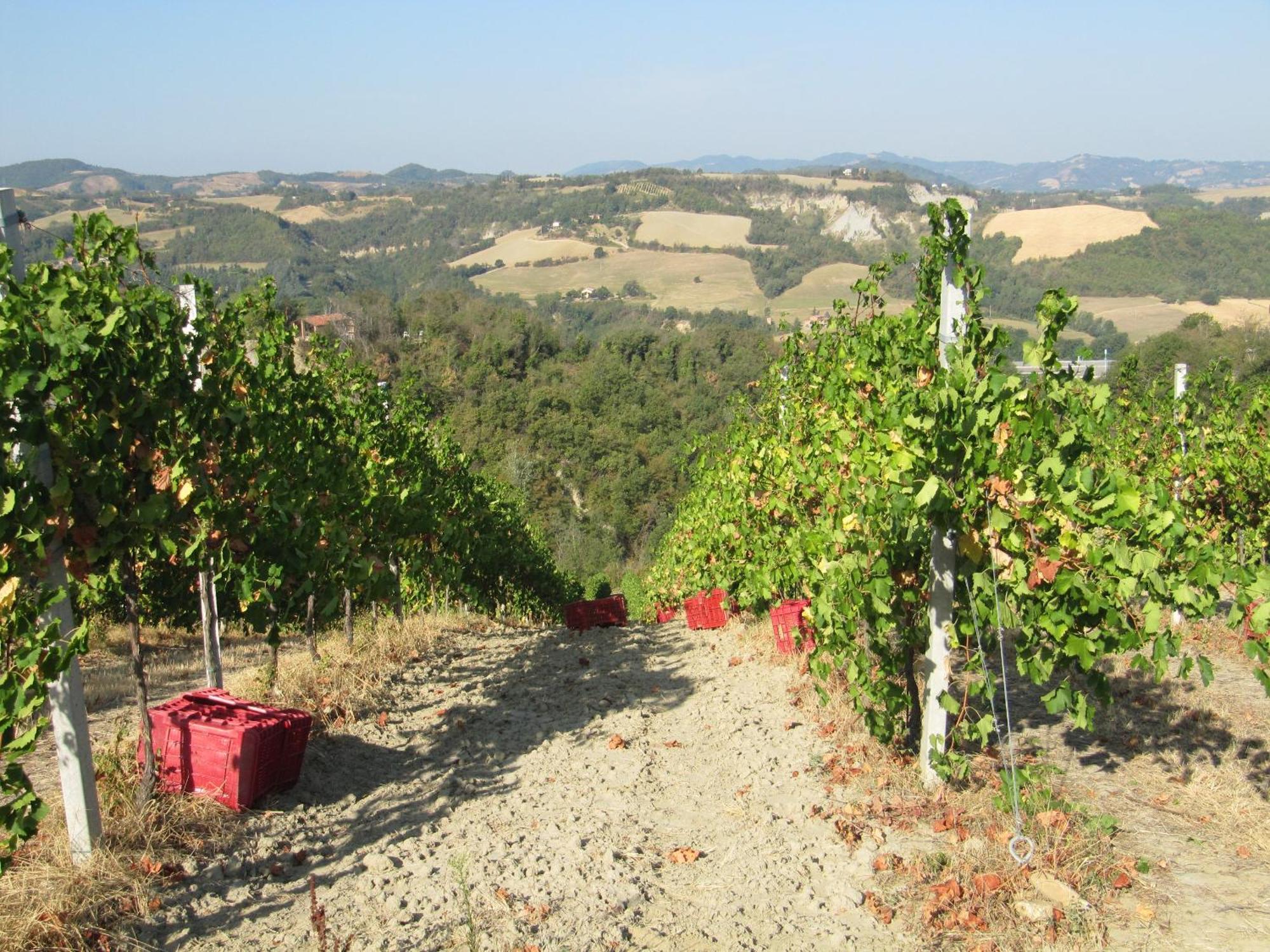 Podere Riosto Cantina&Agriturismo Пианоро Екстериор снимка