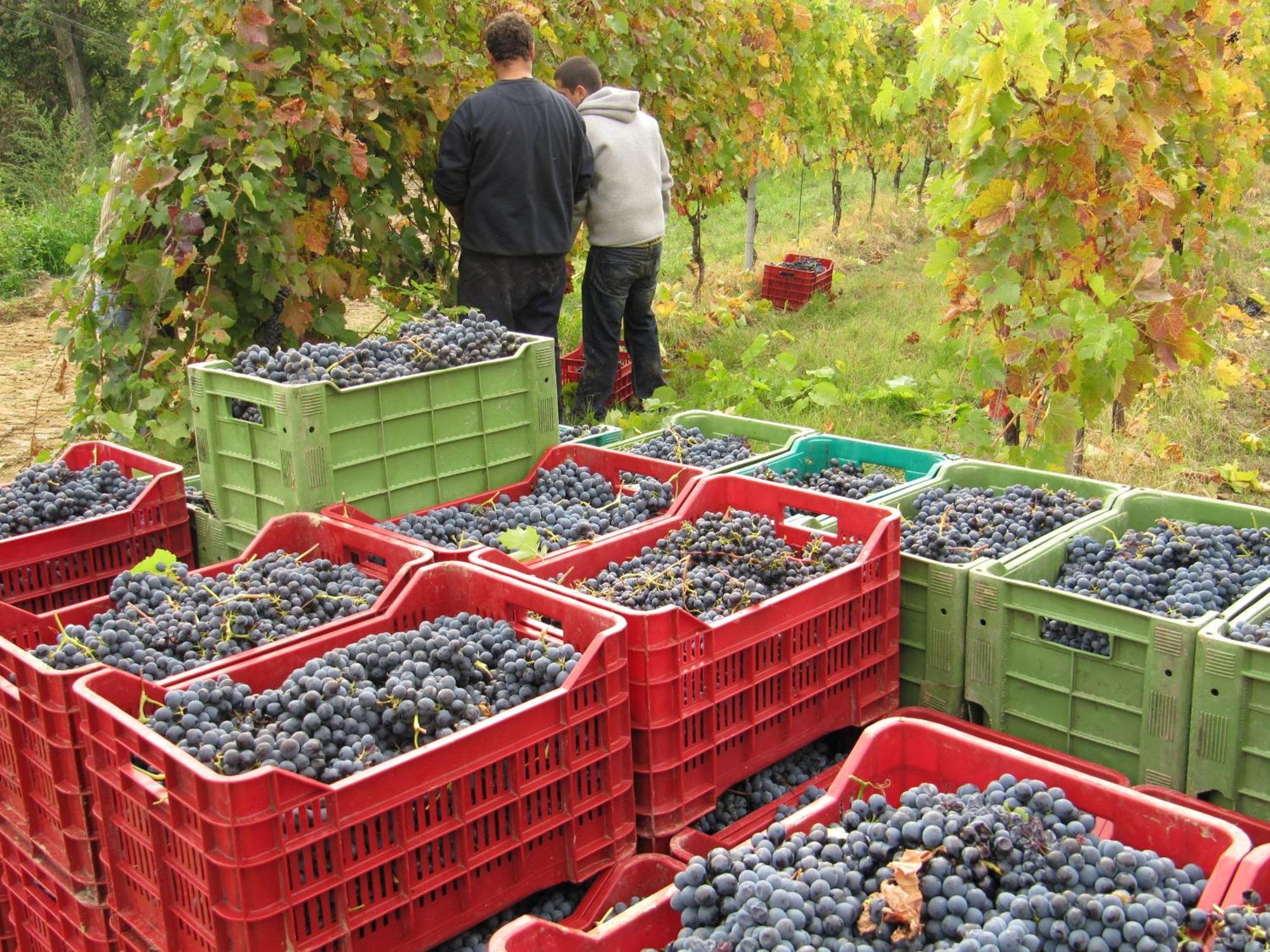 Podere Riosto Cantina&Agriturismo Пианоро Екстериор снимка